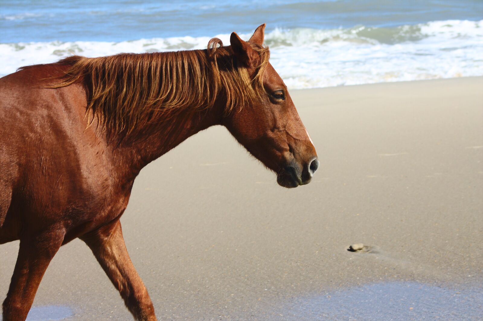 Canon EOS 1100D (EOS Rebel T3 / EOS Kiss X50) + Canon EF 75-300mm f/4-5.6 sample photo. Horse, beach, happiness photography
