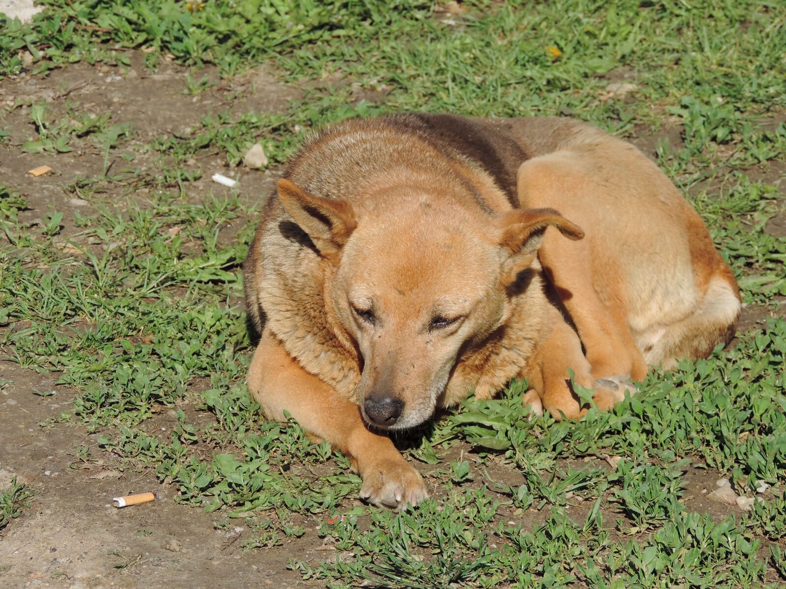 Nikon Coolpix P520 sample photo. Dog, green grass, light photography