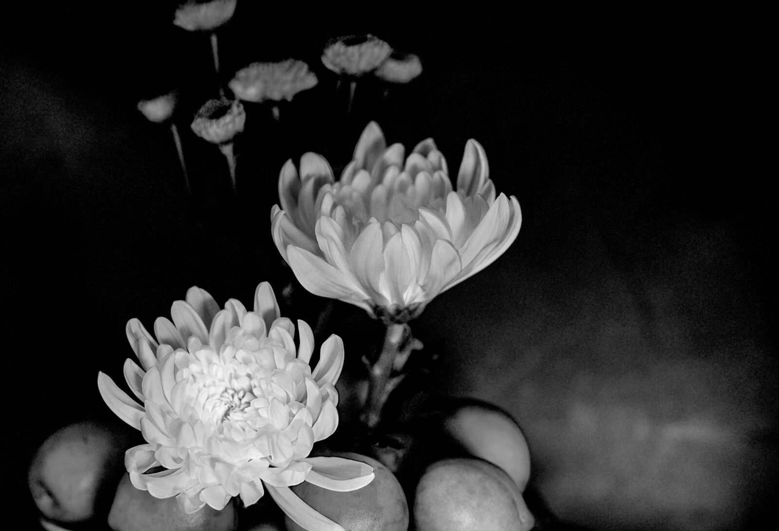 Nikon D5500 sample photo. Flower, chrysanthemum, petal photography