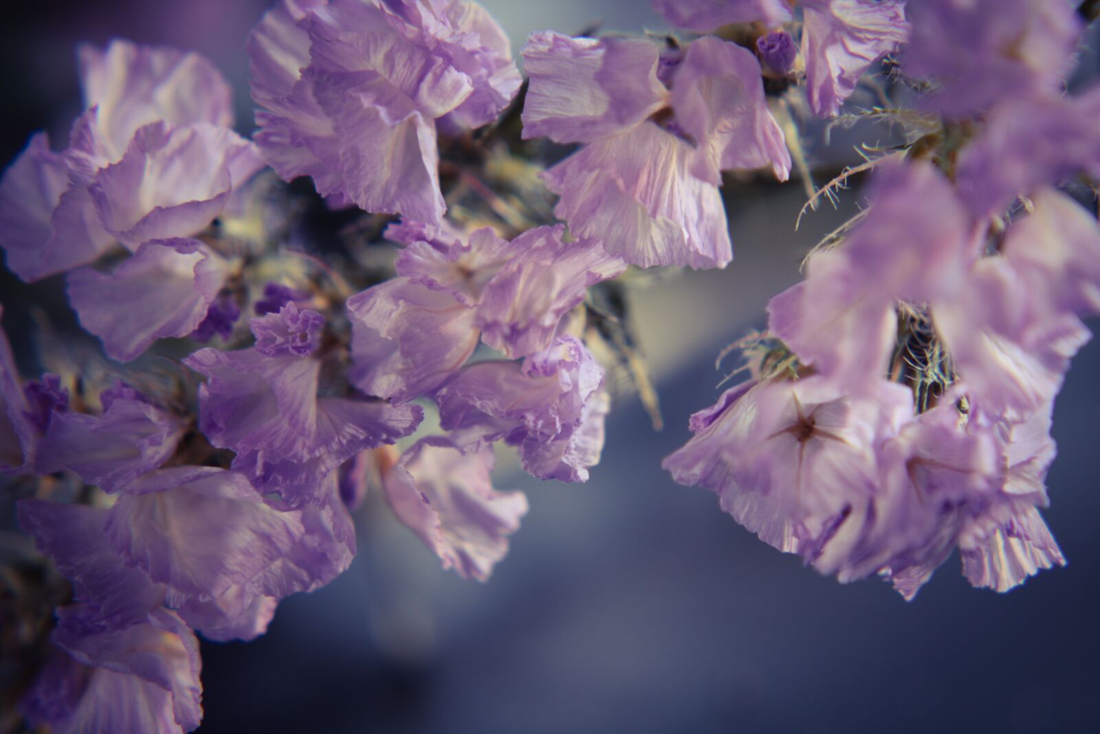 Canon EOS 2000D (EOS Rebel T7 / EOS Kiss X90 / EOS 1500D) sample photo. Sea lavender, violet, feeling photography