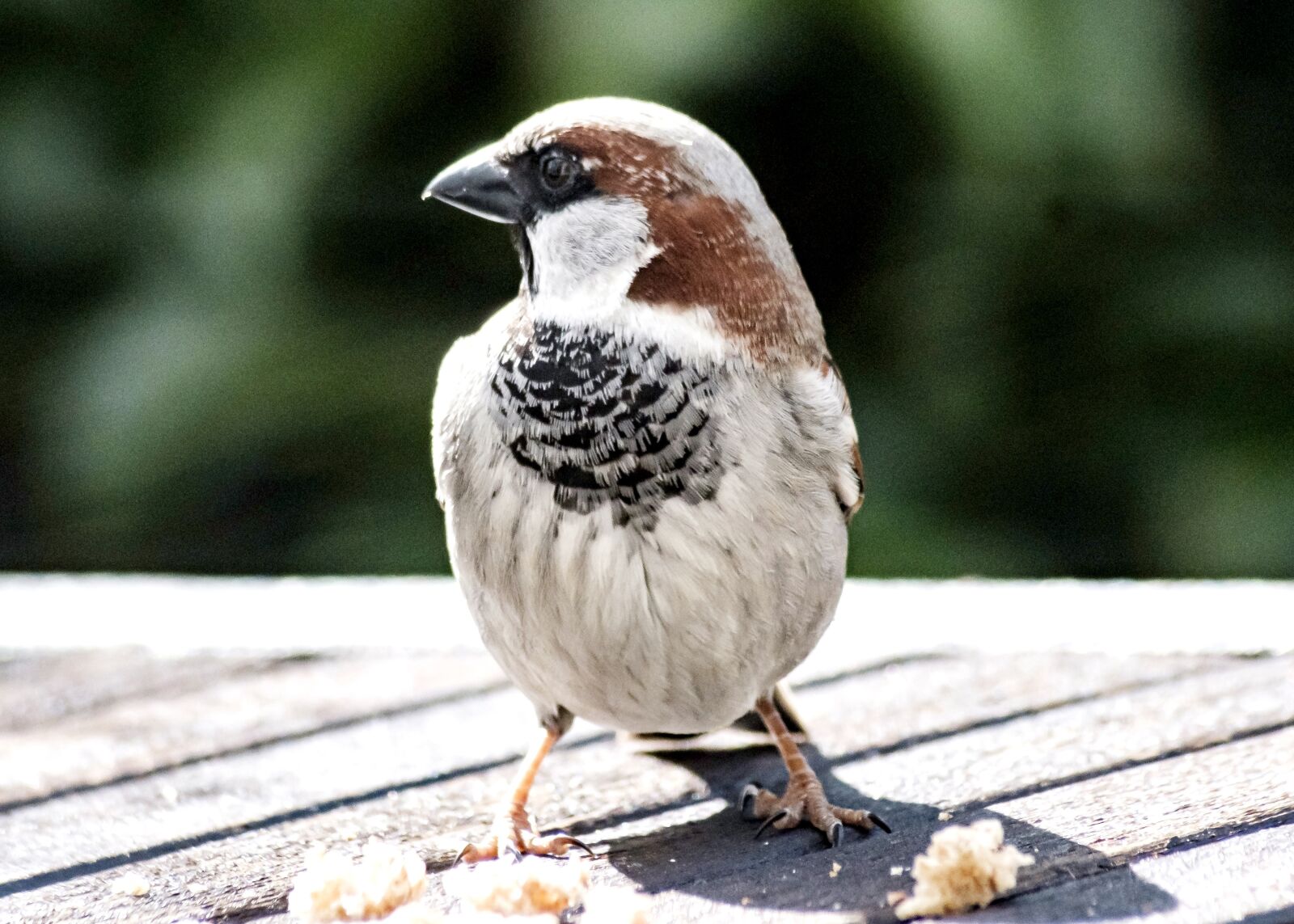 Fujifilm X-T30 sample photo. Sparrow, bird, plumage photography