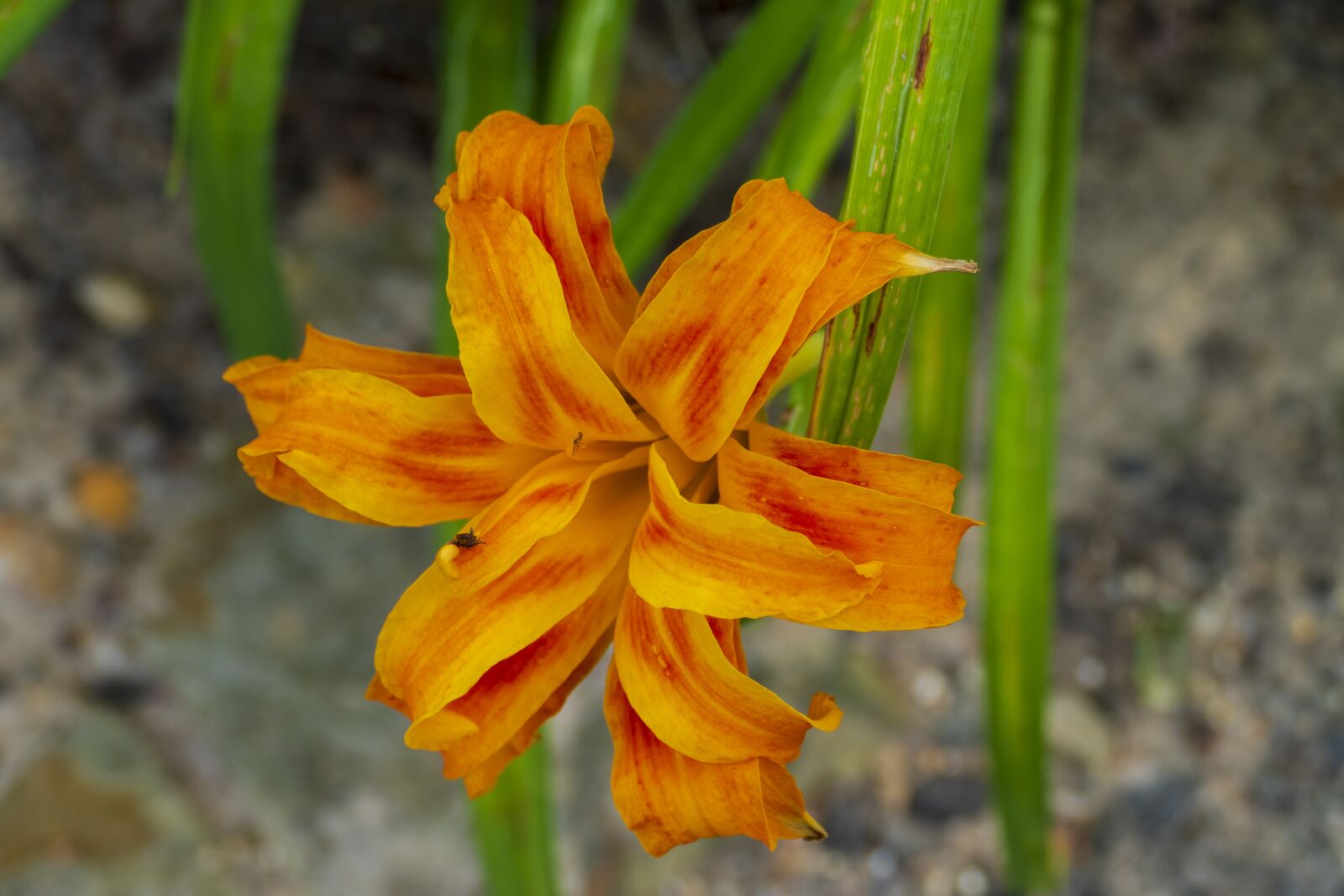 Panasonic Lumix DMC-FZ1000 sample photo. Flower, orange, yellow photography