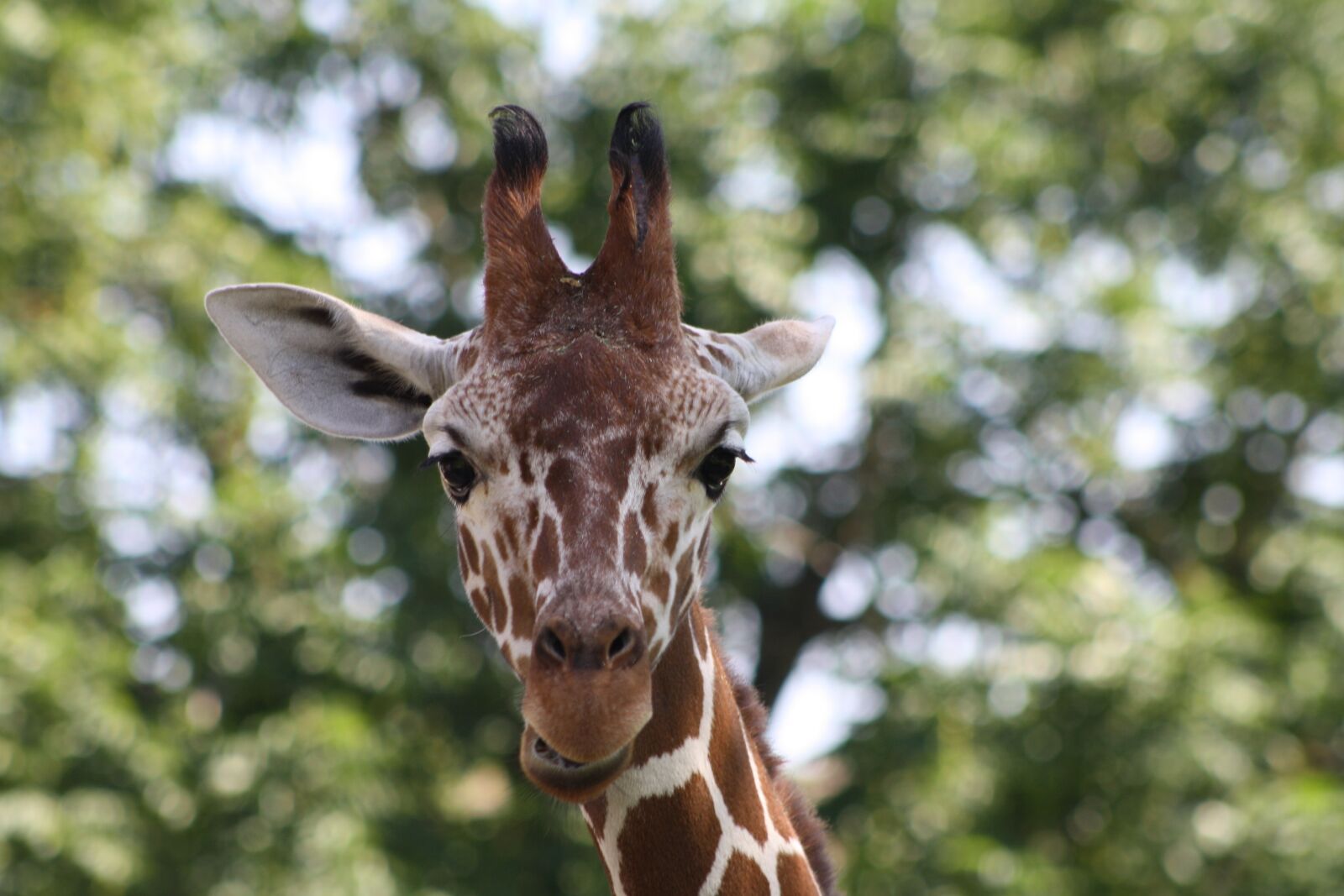 Canon EOS 1000D (EOS Digital Rebel XS / EOS Kiss F) sample photo. Giraffe, zoo, head photography