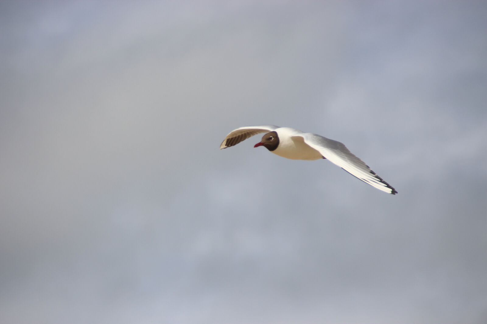 Canon EOS 700D (EOS Rebel T5i / EOS Kiss X7i) sample photo. Black-headed gull in flight photography