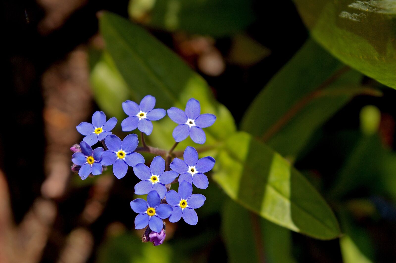 Pentax *ist DL2 sample photo. Violet, spring, blossom photography