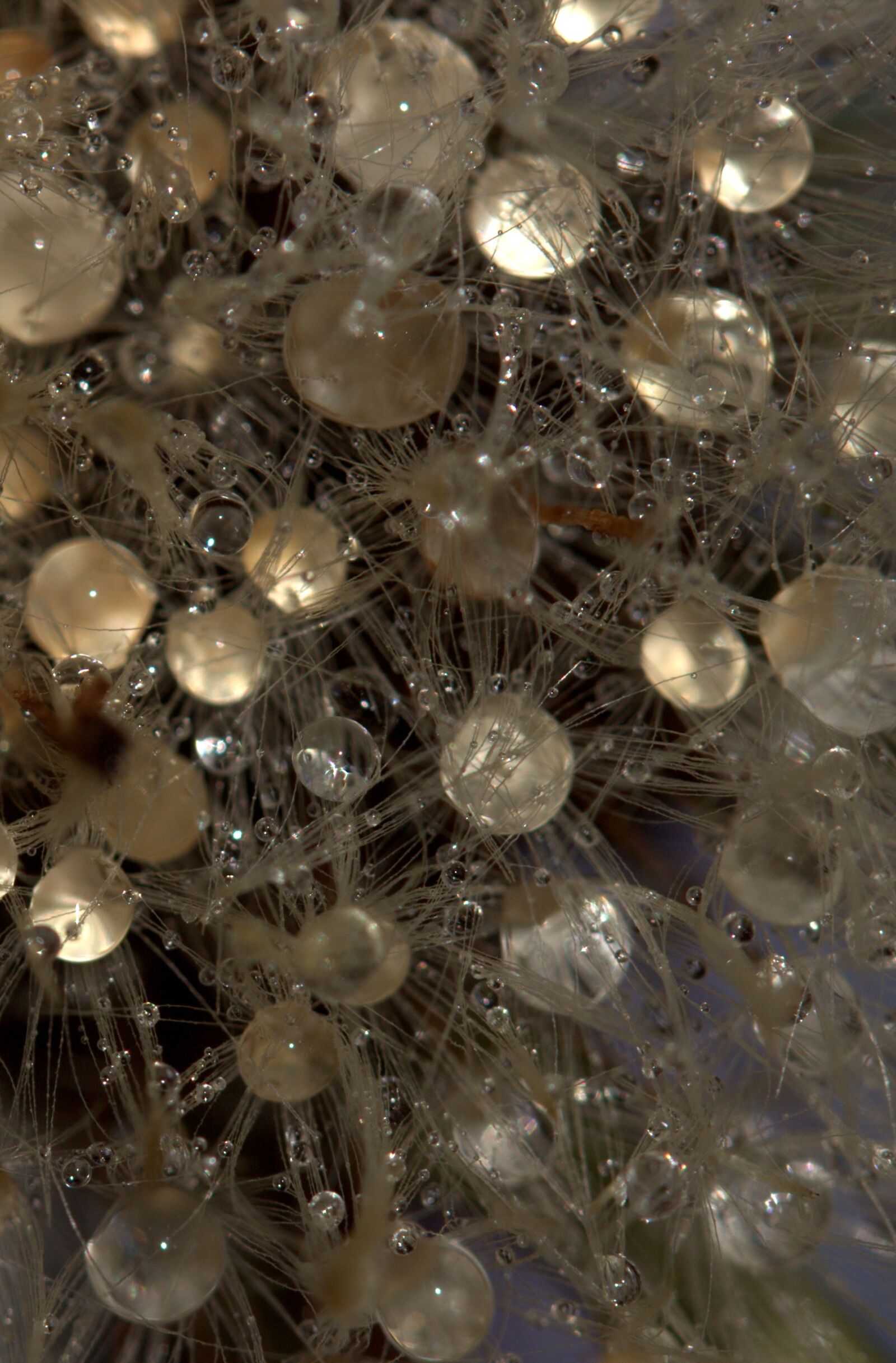 Canon EF-S 60mm F2.8 Macro USM sample photo. Dandelion, drops, wet photography