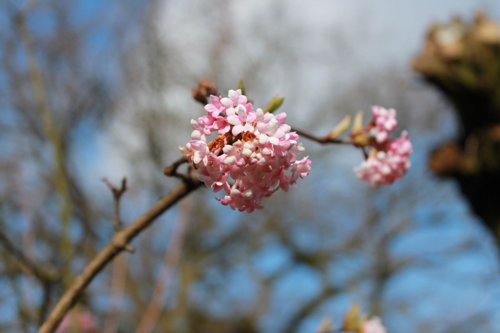 Canon EOS 1100D (EOS Rebel T3 / EOS Kiss X50) sample photo. Flowers, blossom, spring photography