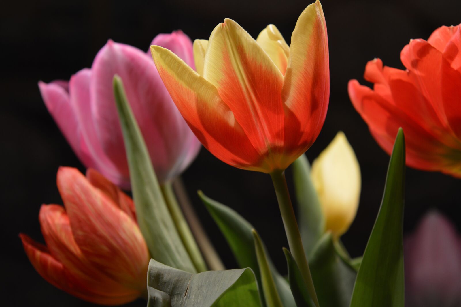 Nikon D3200 sample photo. Tulip, flower, colorful photography
