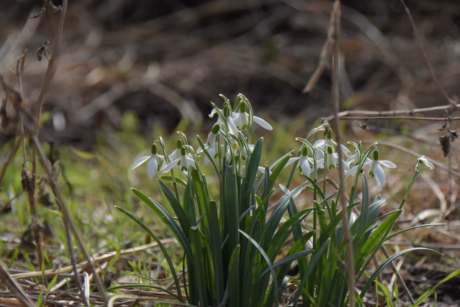 Nikon D7200 sample photo. Nature, plant, leaf photography