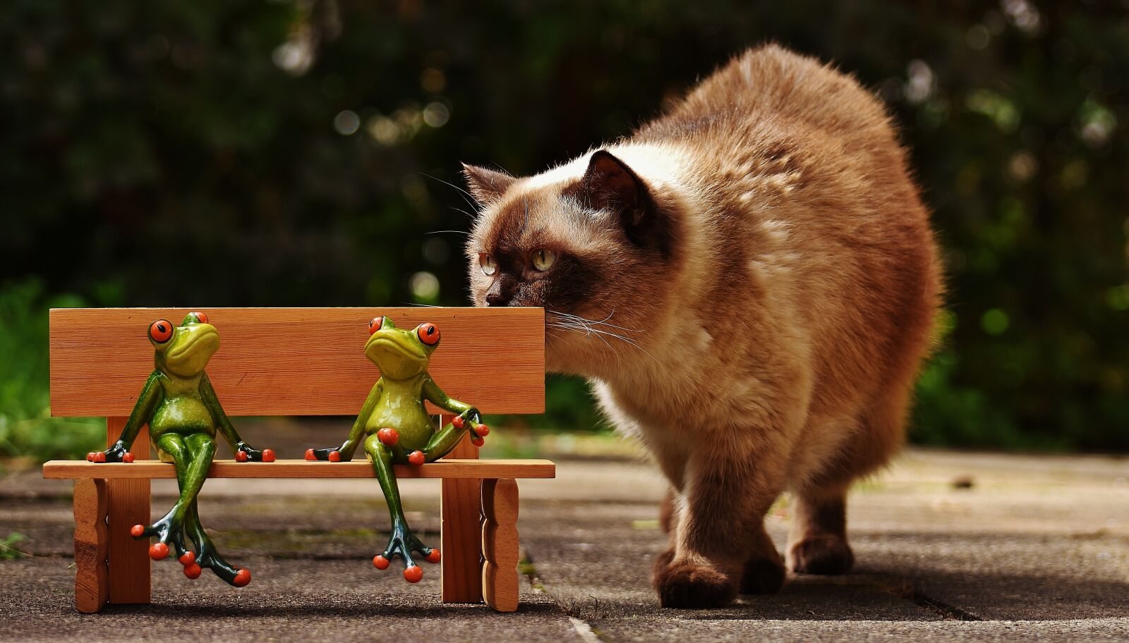 Nikon D7200 sample photo. Friends, sit, frogs photography