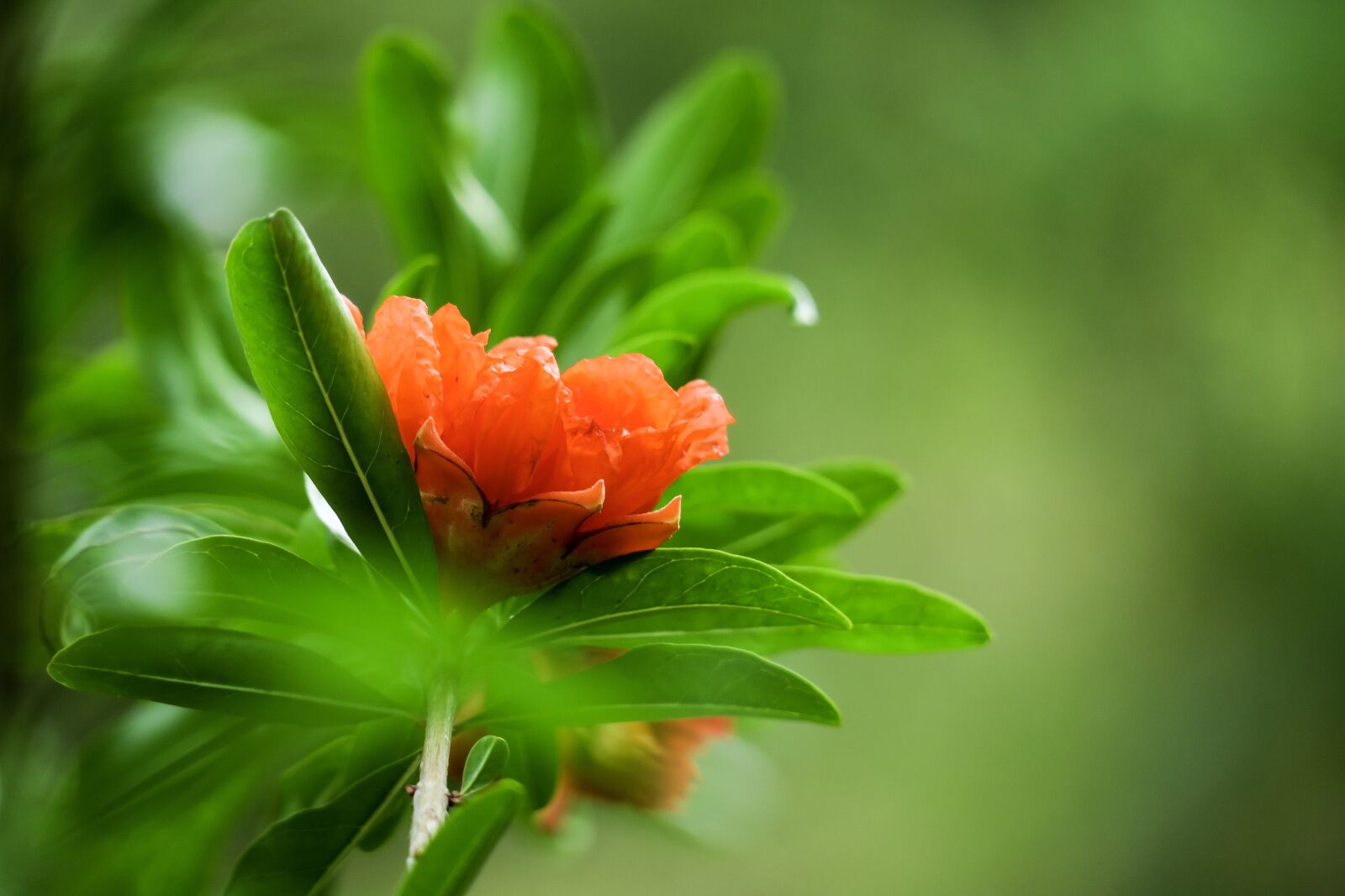 Canon PowerShot G3 X sample photo. Pomegranate, hong kong, leaf photography