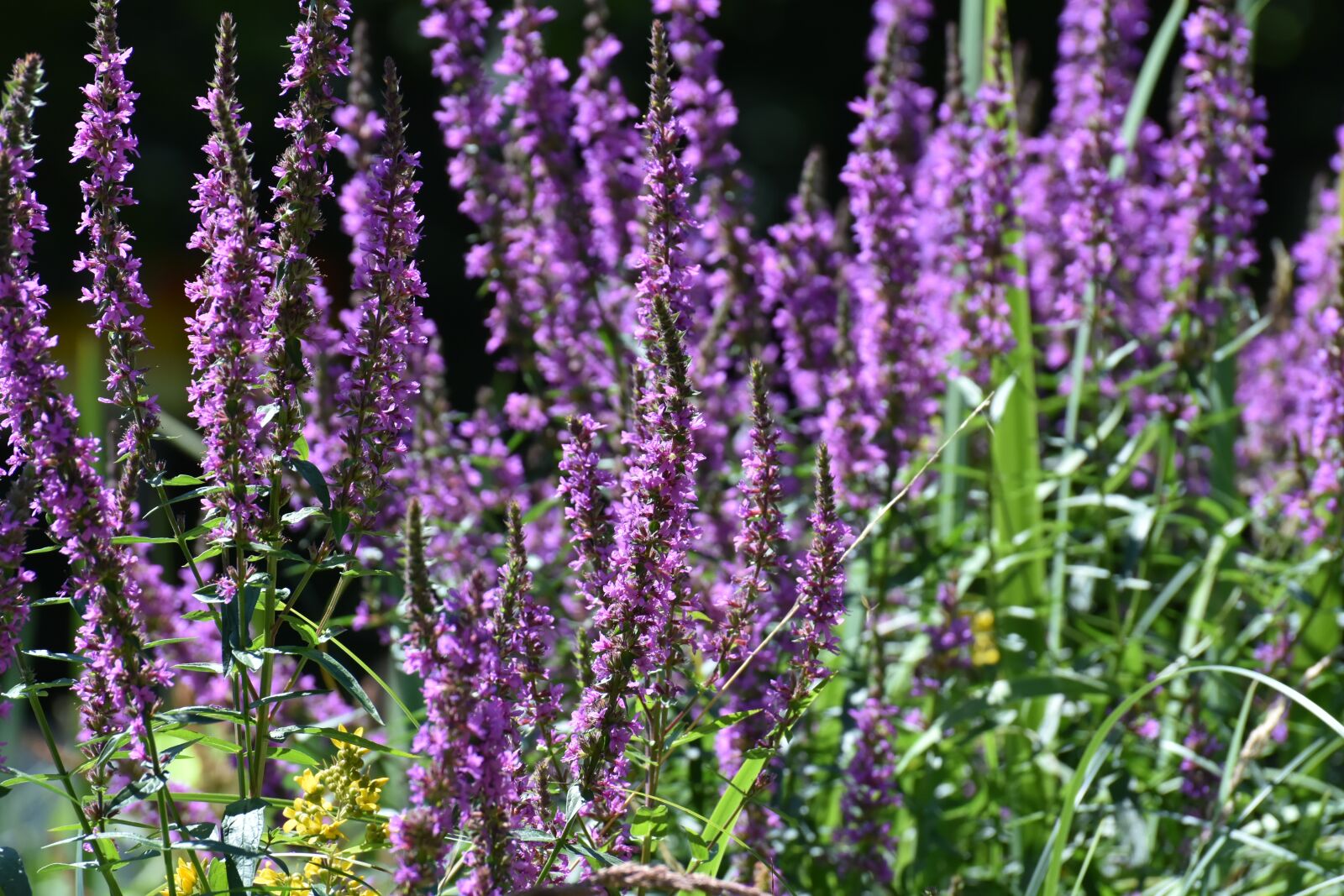 Nikon D7200 sample photo. Flowers, summer, plant photography