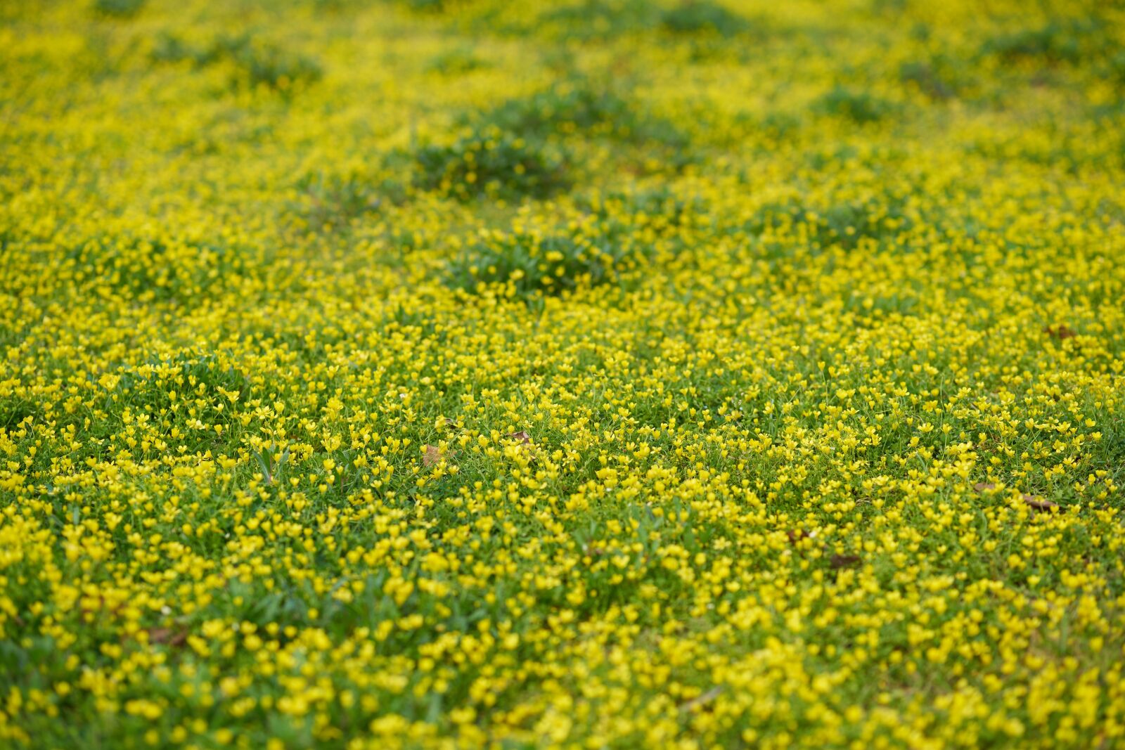 Sony a7R II + Sigma 85mm F1.4 DG HSM Art sample photo. Grass, spring, daisy photography