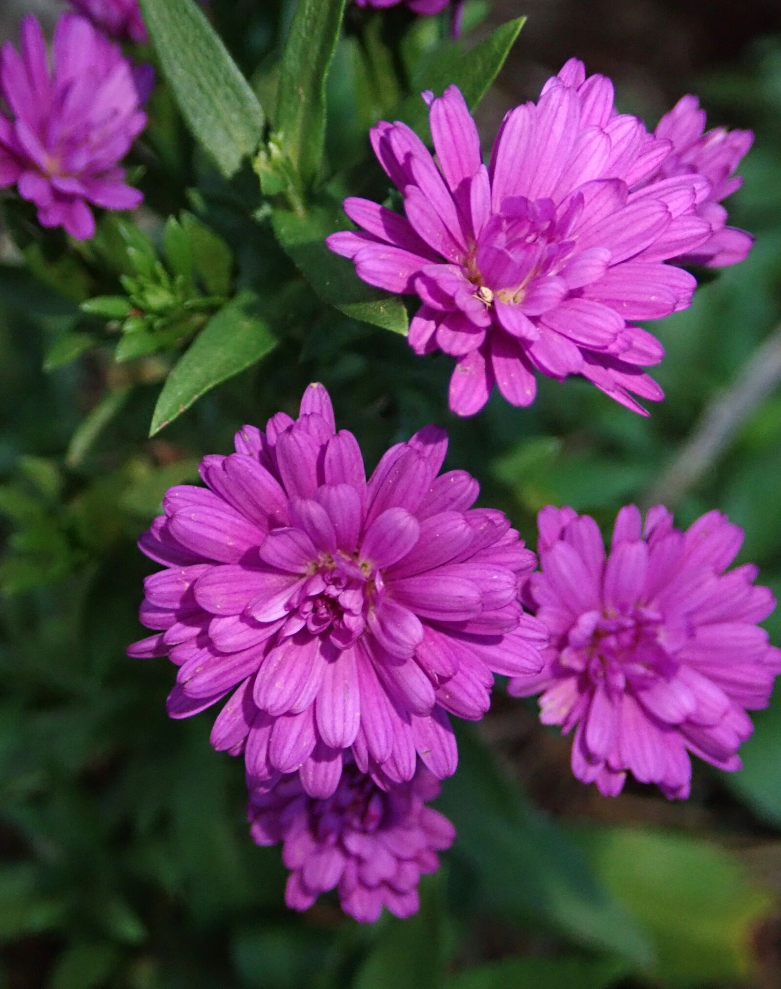 Olympus TG-5 sample photo. Daisies, aster, flowers photography