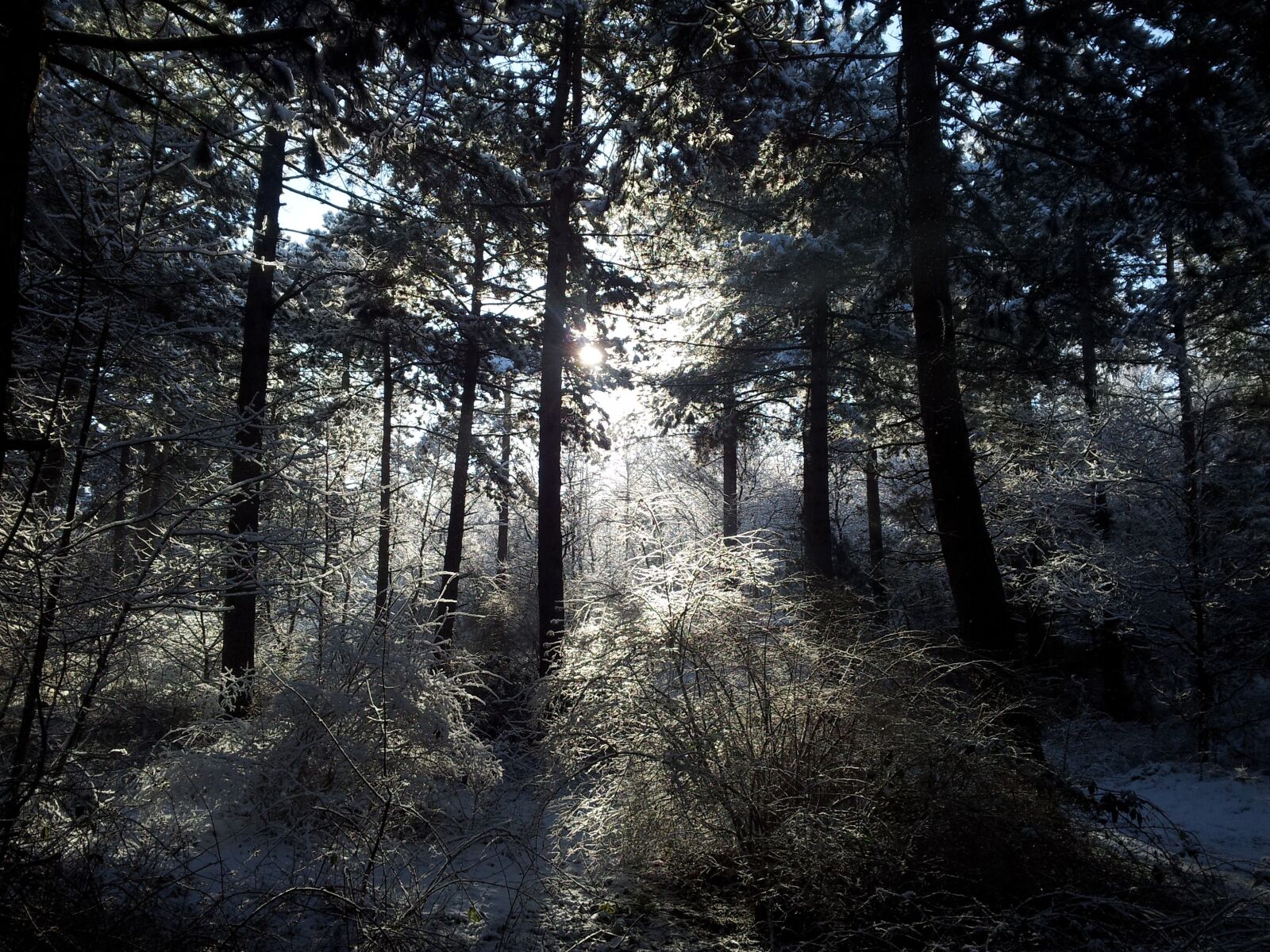 Samsung Galaxy S2 sample photo. Landscape, trees, snow photography