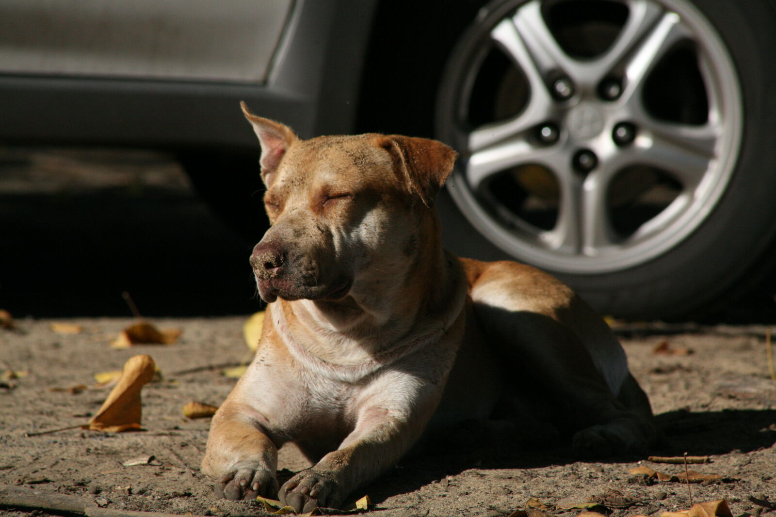 Canon EOS 5D sample photo