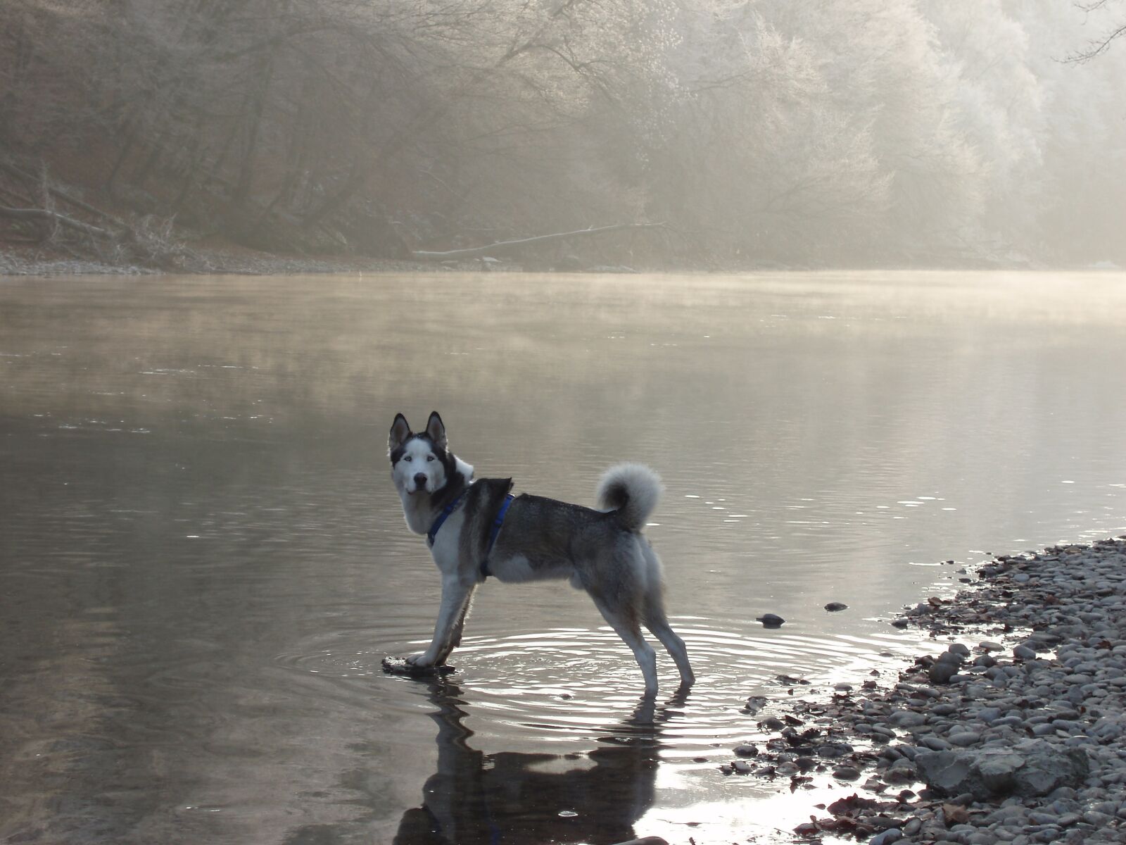 Olympus uD800,S800 sample photo. Husky, snow dog, sled photography