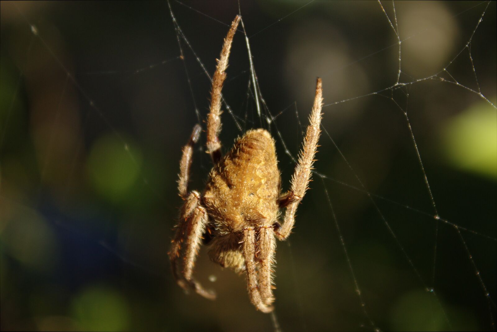 Canon EOS 1200D (EOS Rebel T5 / EOS Kiss X70 / EOS Hi) sample photo. Spider, nature, arachnid photography