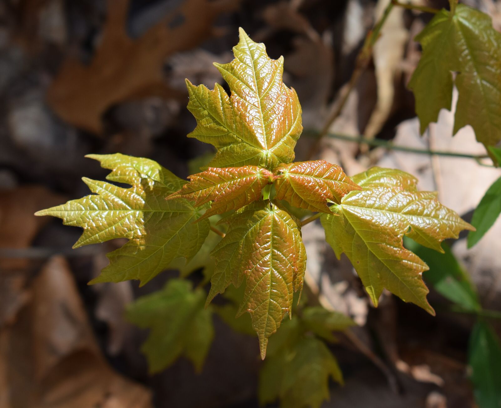 Nikon D3300 sample photo. Maple leaves, sapling, new photography
