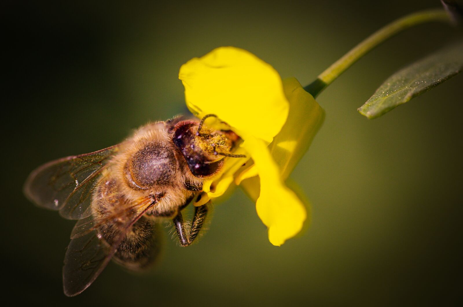 Canon EOS 5D Mark II sample photo. Bee, insect, animal photography