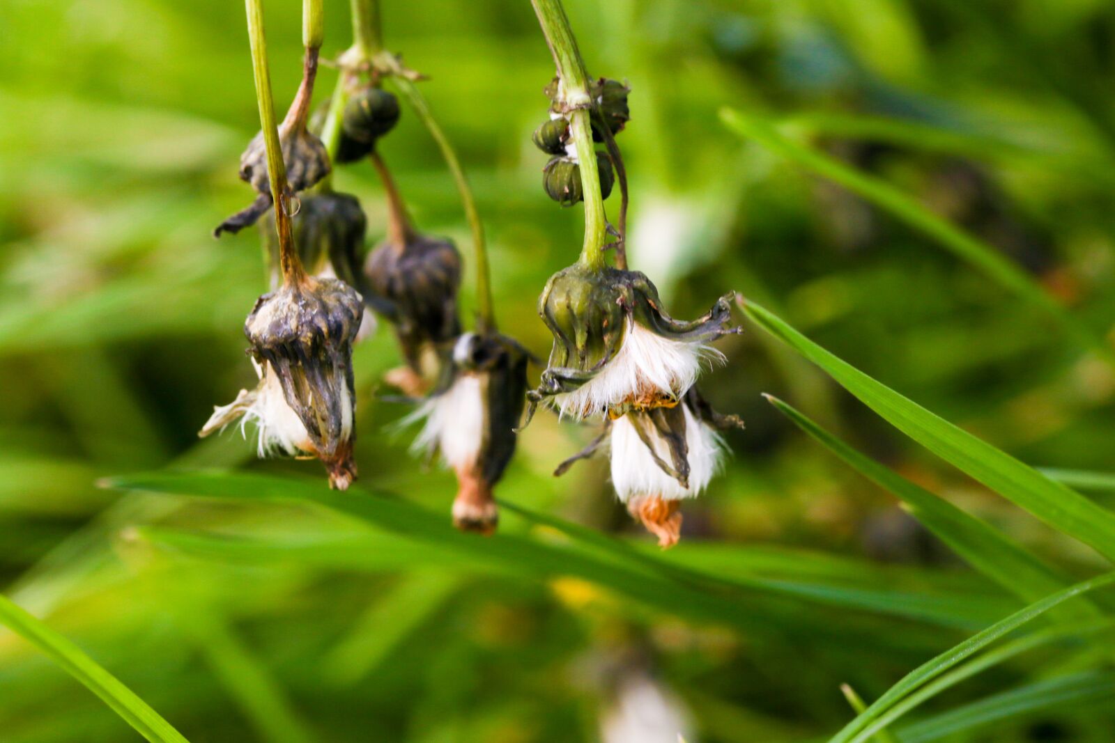 Canon EOS 7D Mark II sample photo. Wild flower, autumn, nature photography
