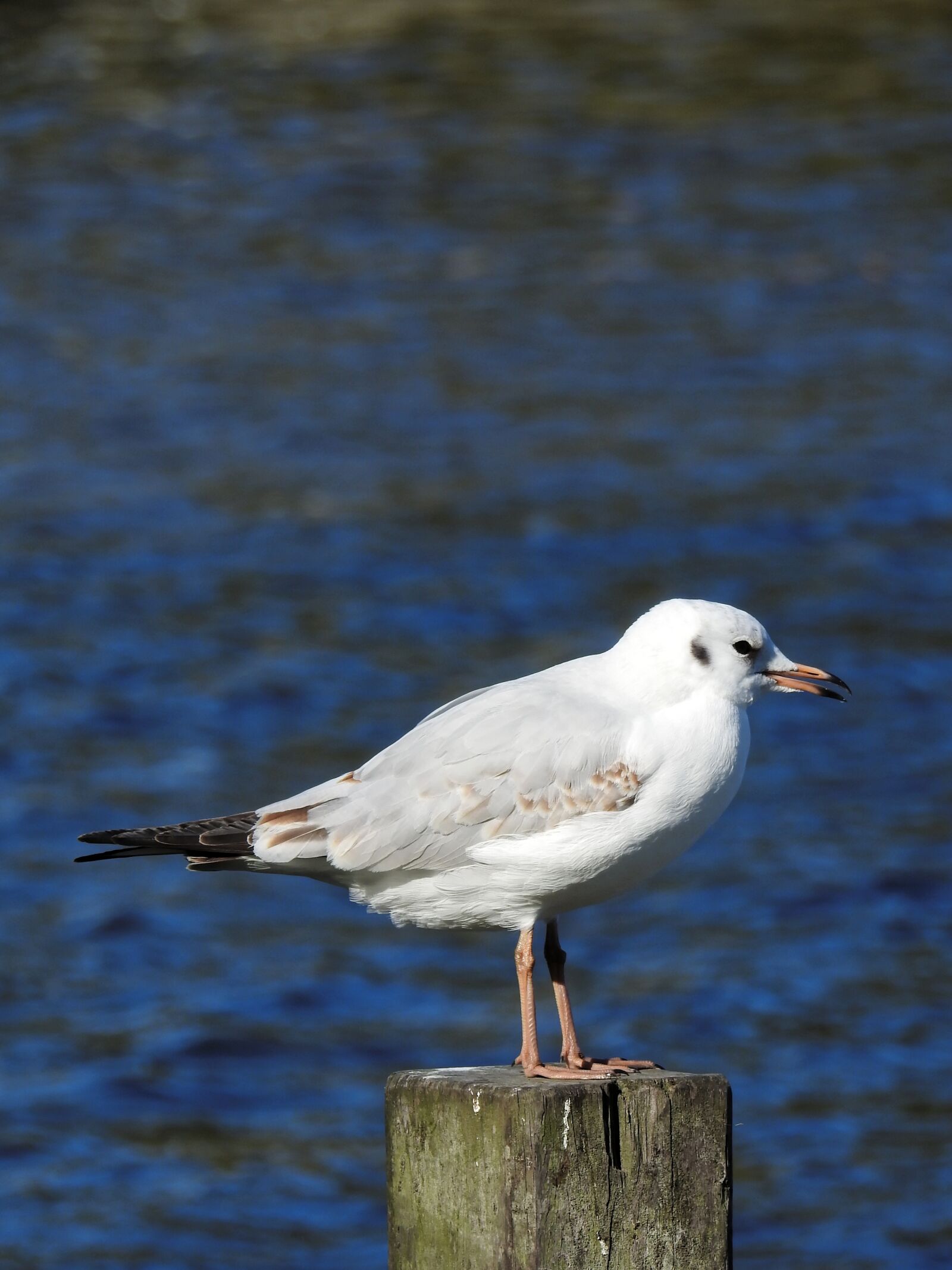 Nikon Coolpix P900 sample photo. Seagull, bird, water bird photography