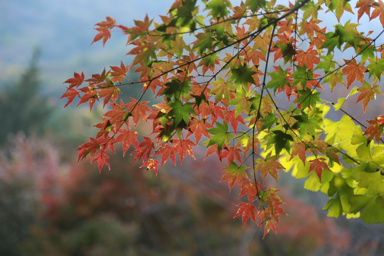 Canon EOS 6D + Canon EF 24-105mm F4L IS USM sample photo. Autumn leaves, leaves, the photography