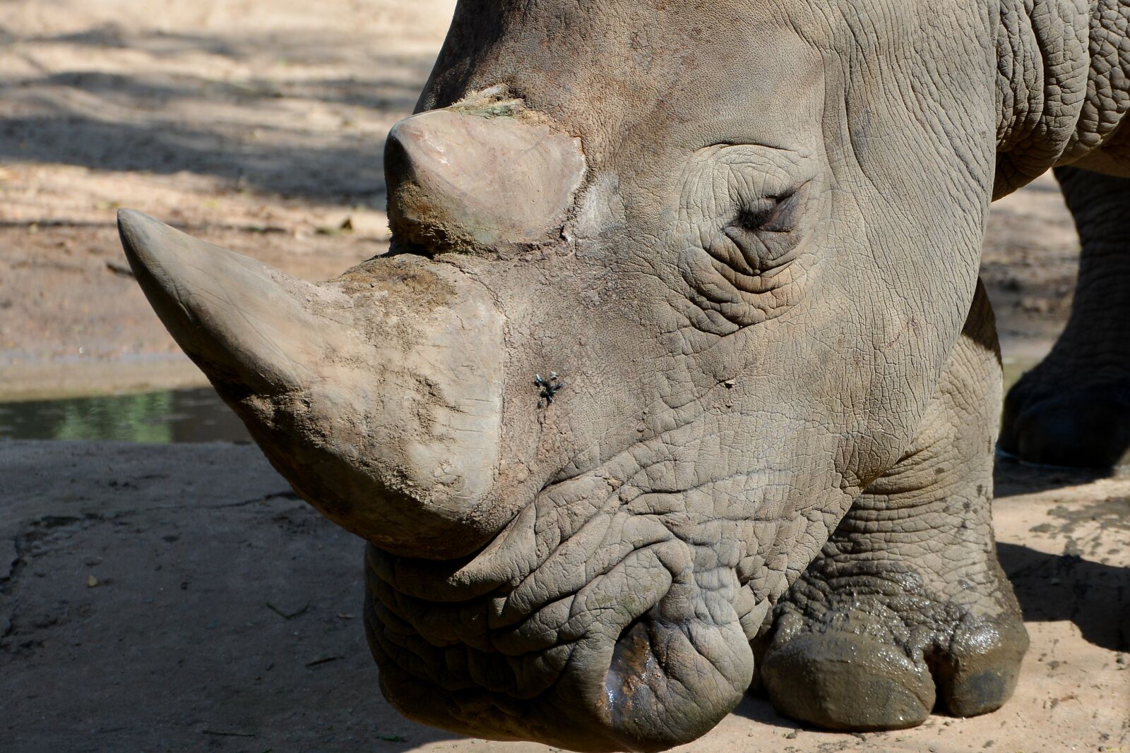 Nikon D7100 sample photo. Rhino, animal, nature photography