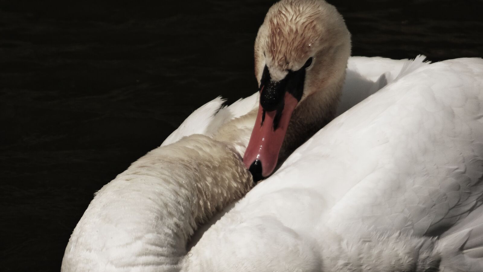 Panasonic DMC-FZ72 sample photo. Labut, aqueous, bird photography