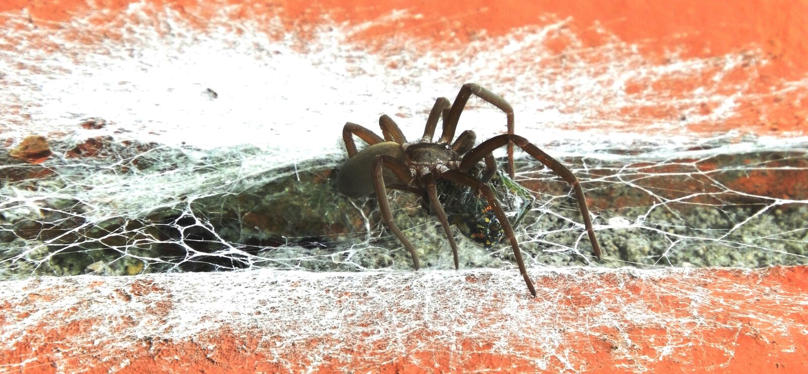 Nikon Coolpix B700 sample photo. Macro, insects, spiders photography