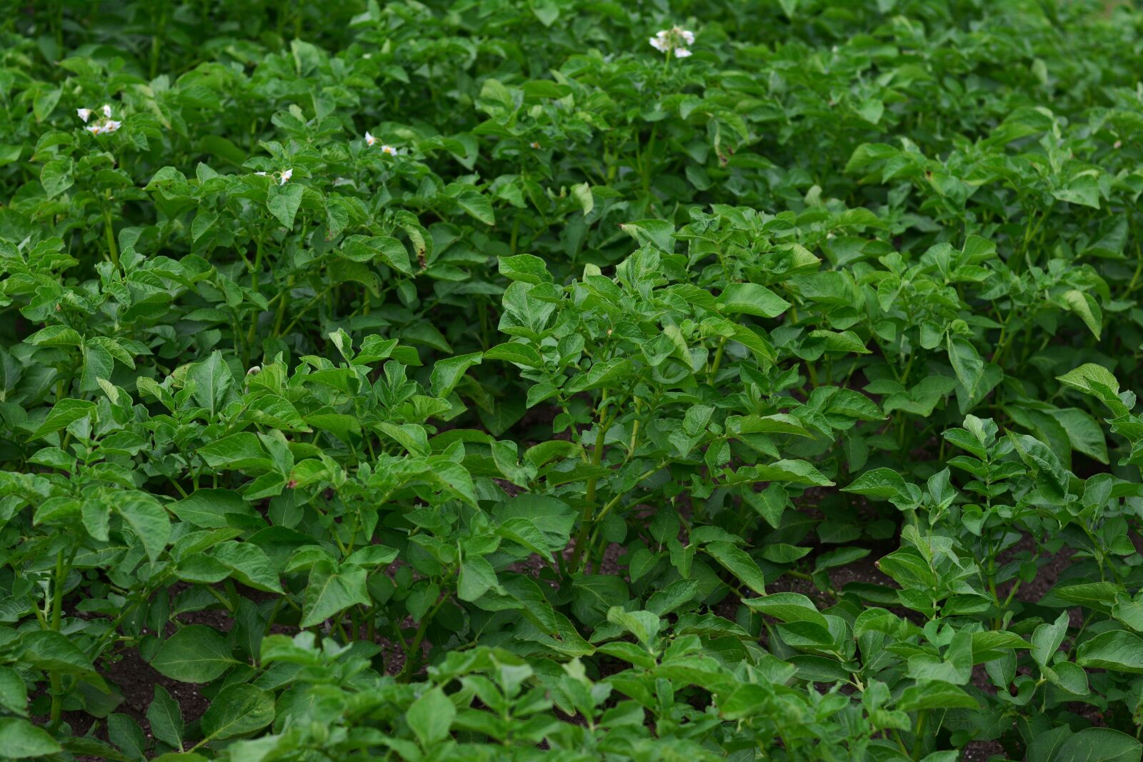 Nikon D5200 sample photo. Potato plant, potato shrubs photography