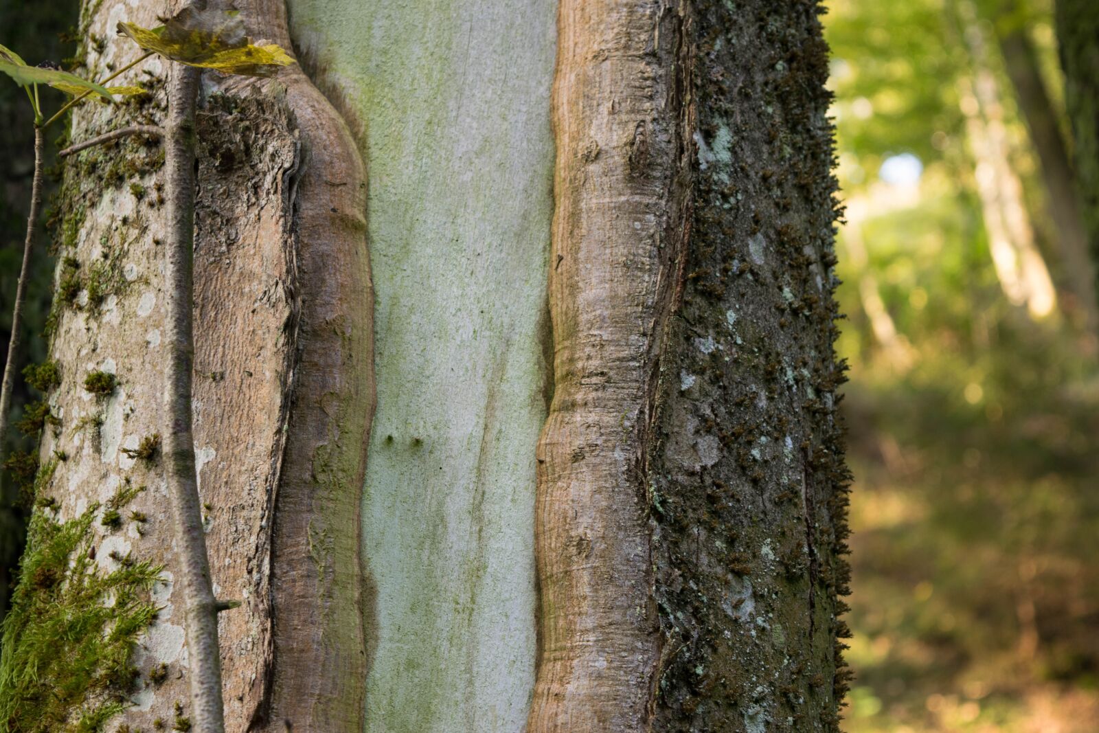 Nikon D5300 sample photo. Bark, tree, tribe photography