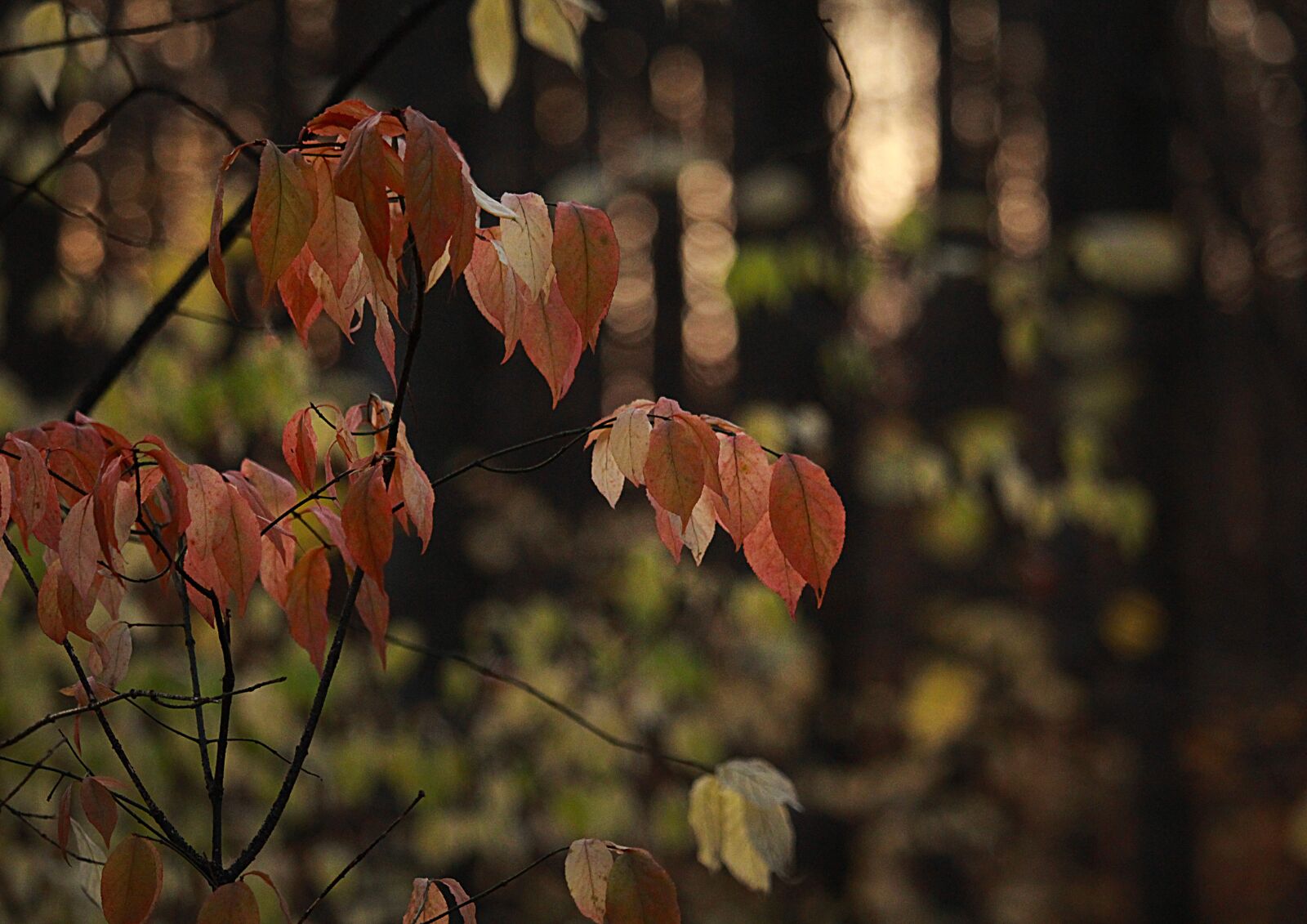 Canon EF-S 55-250mm F4-5.6 IS STM sample photo. Sheet, leaves, autumn photography