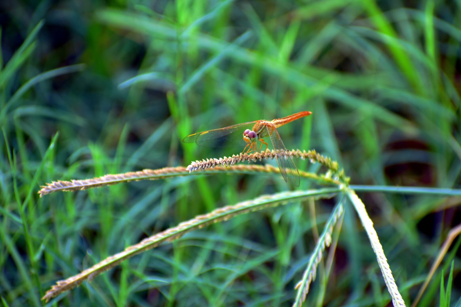 Nikon D5600 sample photo. Dragonfly, macro, golden photography