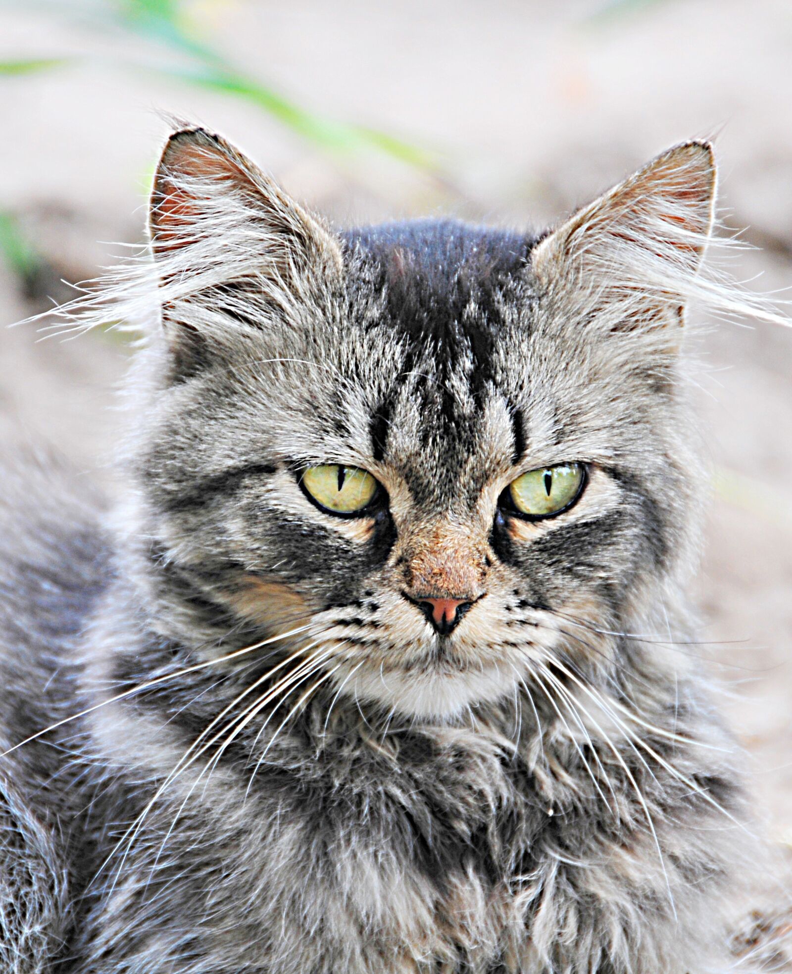 Nikon D300S sample photo. Cat, angry cat, pet photography
