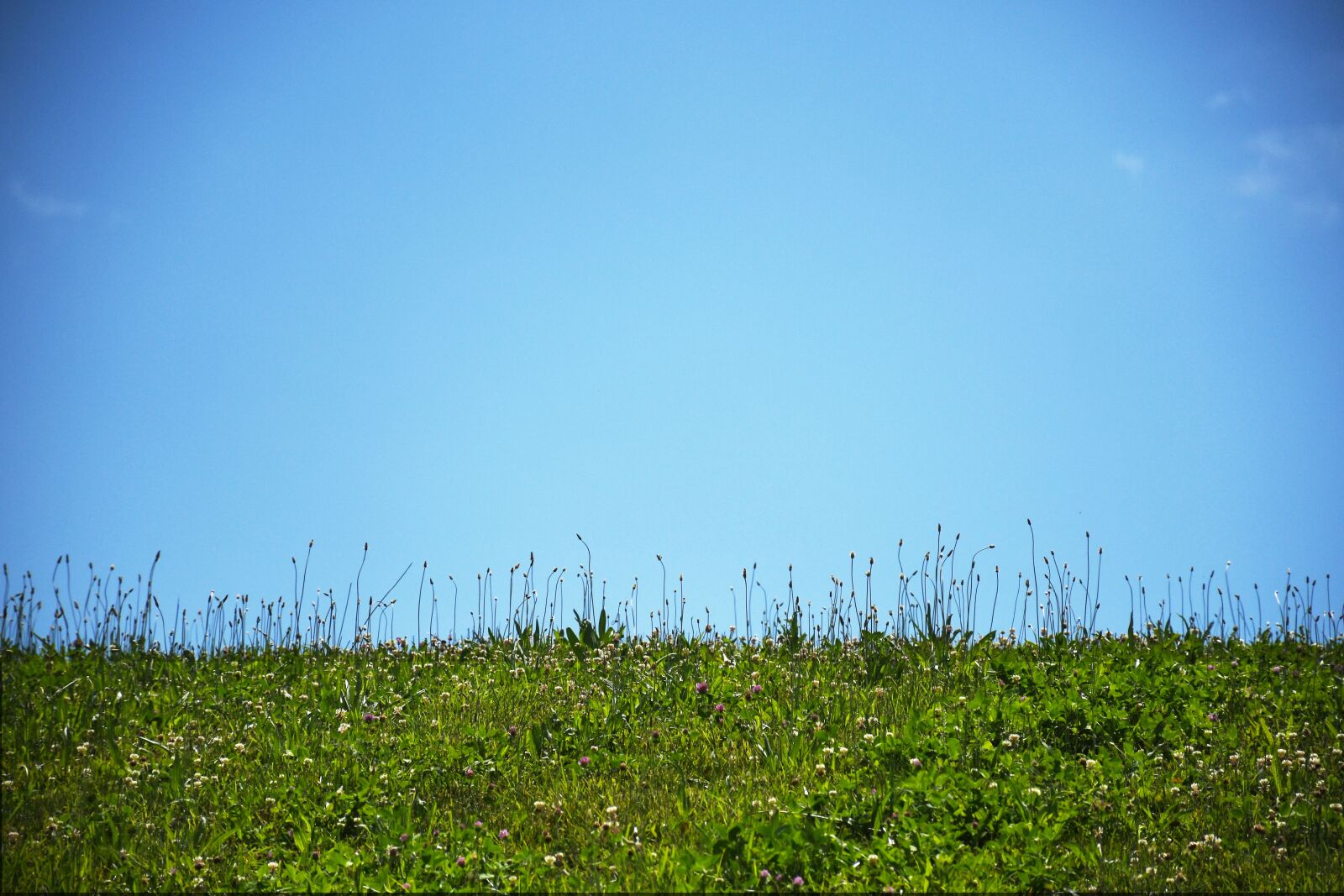 Nikon D7500 sample photo. Nature, landscape, annapolis area photography