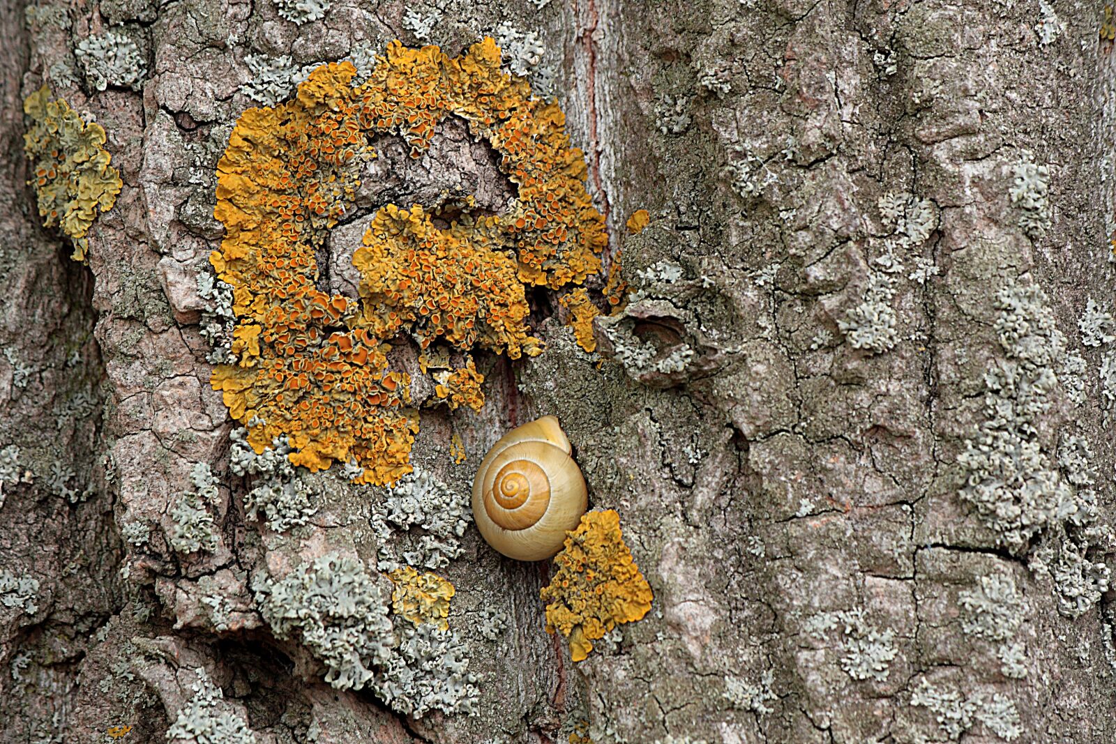 Canon EOS 450D (EOS Rebel XSi / EOS Kiss X2) sample photo. Tree, tree bark, log photography