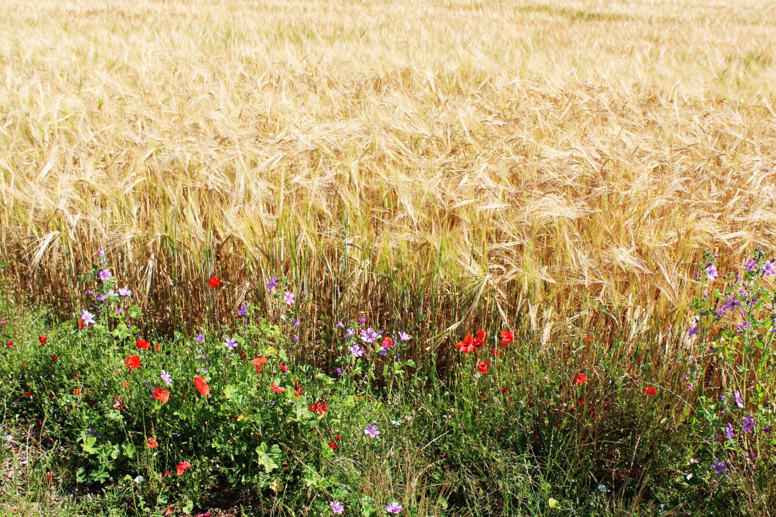Canon EOS 1200D (EOS Rebel T5 / EOS Kiss X70 / EOS Hi) sample photo. Fields, wheat, wheat fields photography