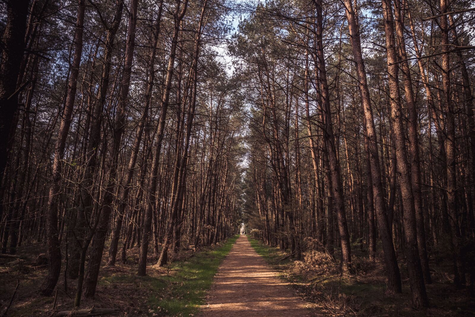 Sigma 16mm F1.4 DC DN | C sample photo. Path, trees, couple photography