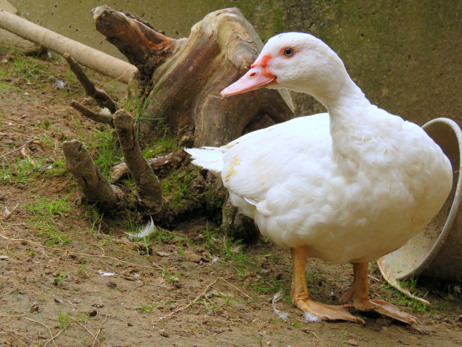 Canon PowerShot SX60 HS sample photo. Duck, flying duck, white photography