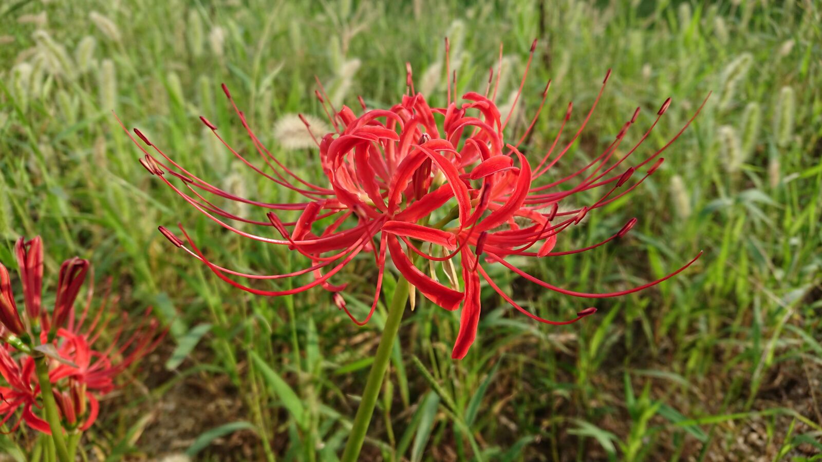 Sony Xperia XZ Premium sample photo. Amaryllis, red flowers, lycoris photography