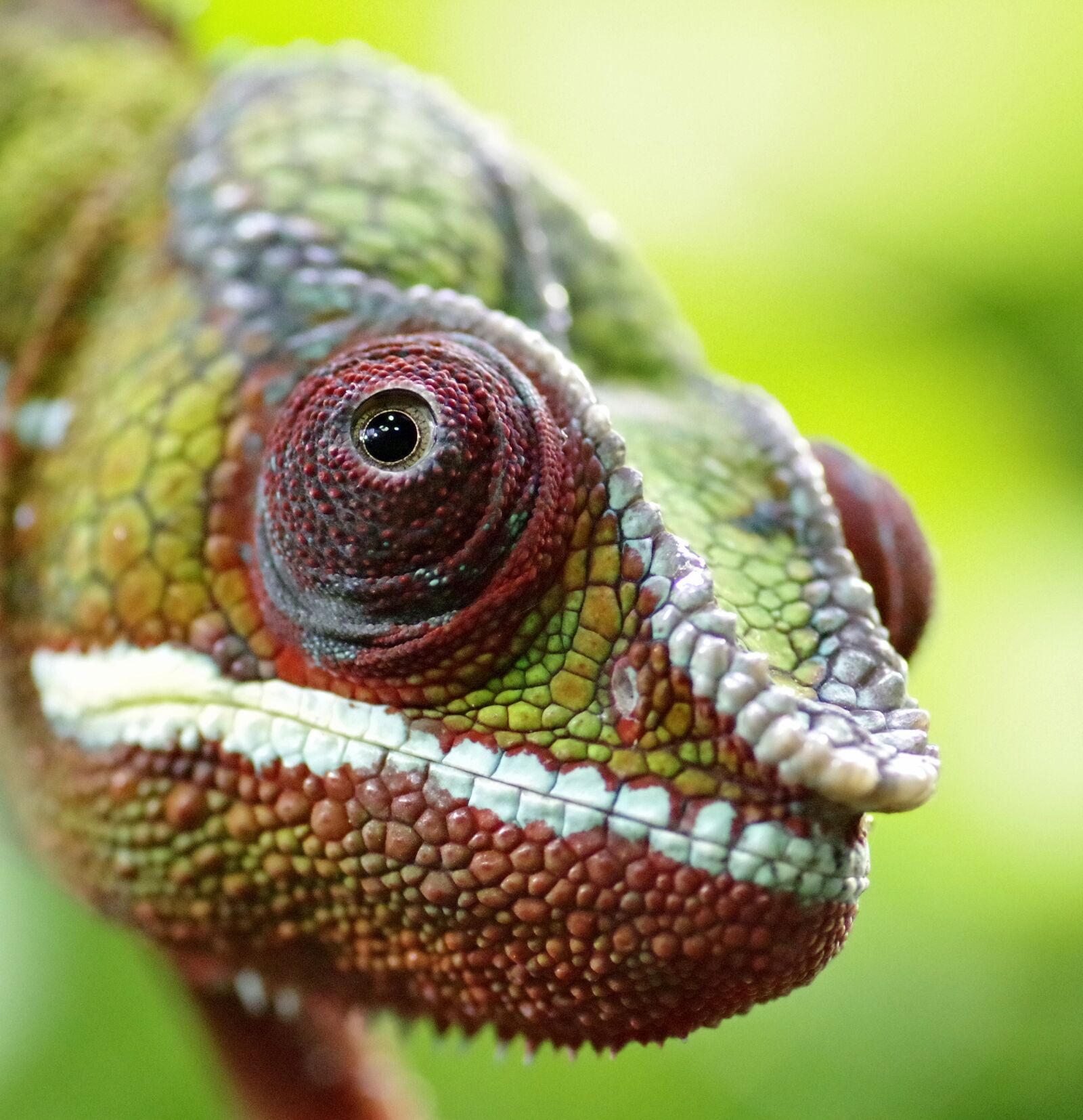 Pentax K-S2 sample photo. Chameleon, the head of photography