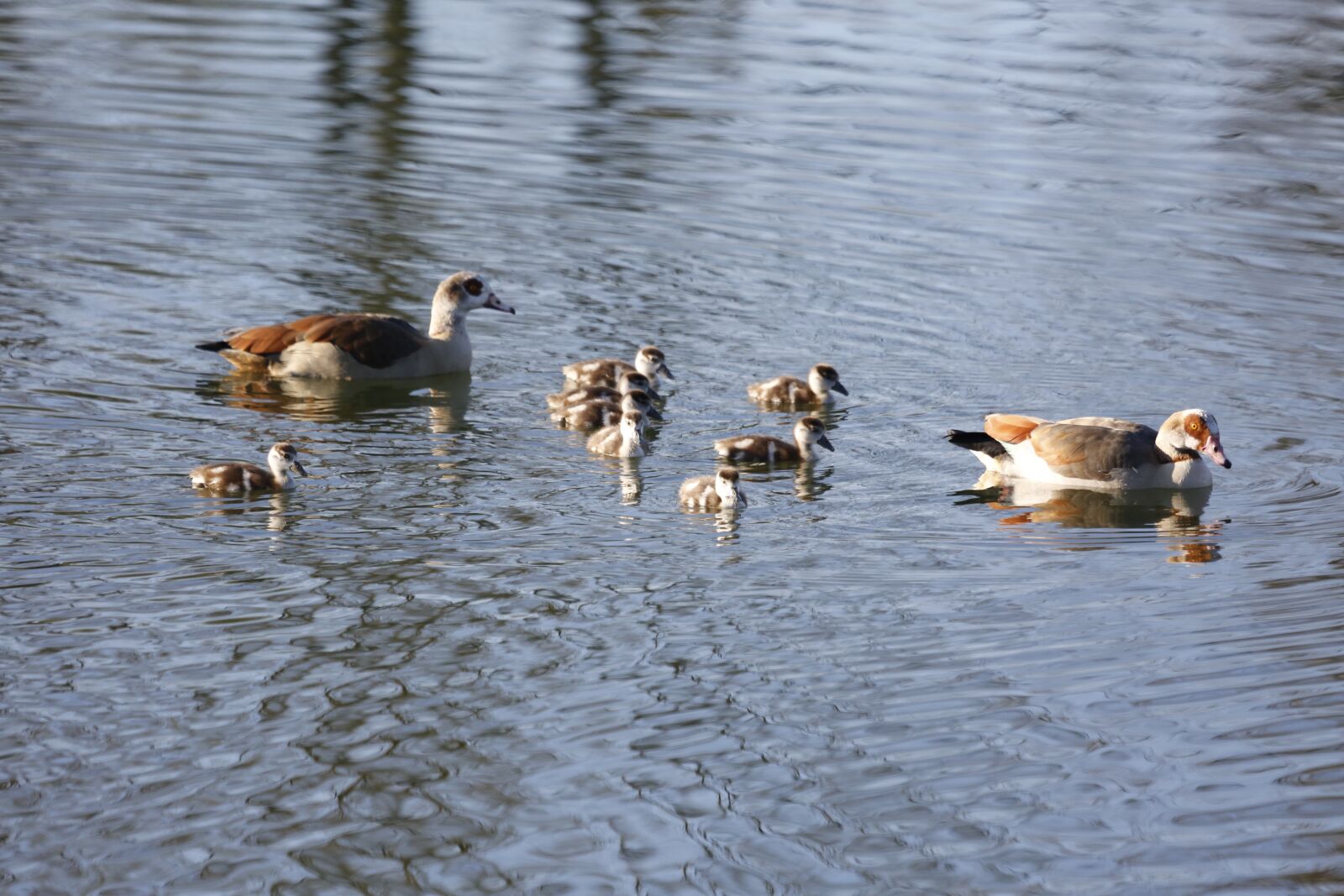 Canon EF 100-400mm F4.5-5.6L IS USM sample photo. Ducks, boy, lake photography