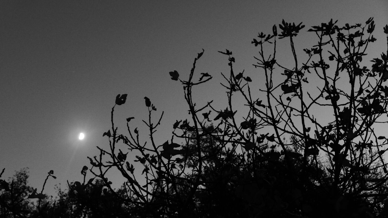 Leica D-Lux 6 sample photo. Close up, nature, black-and-white photography