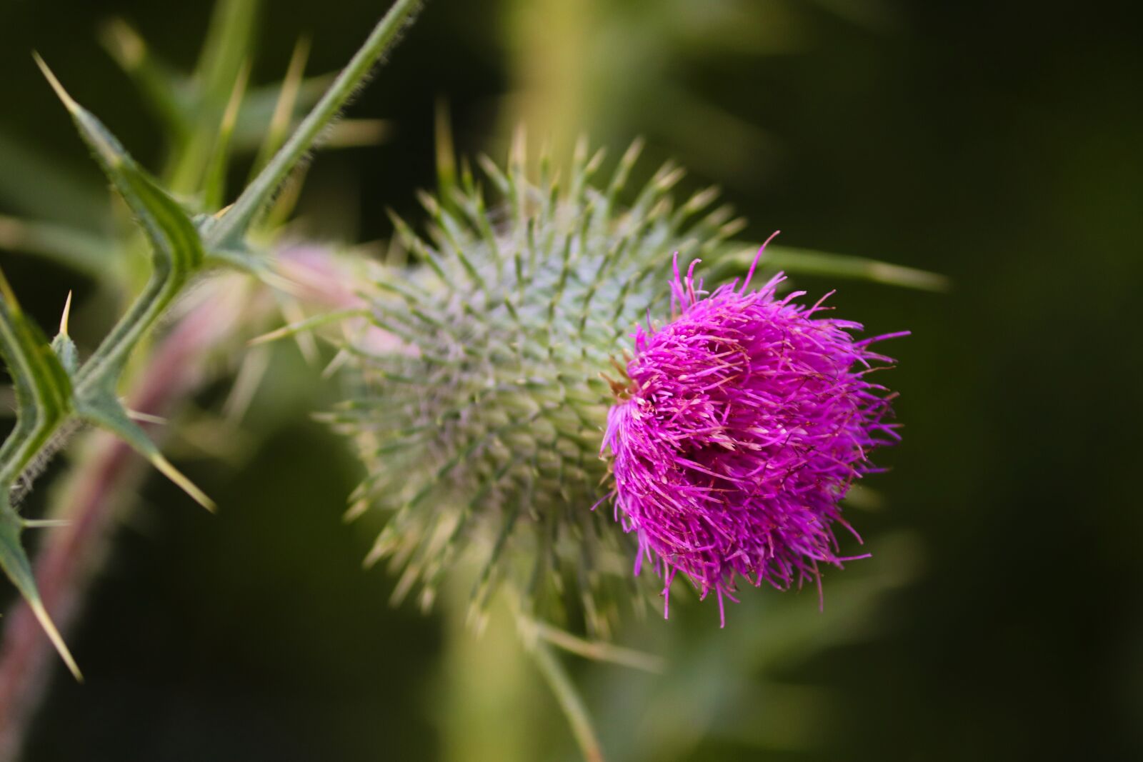 Canon EOS 200D (EOS Rebel SL2 / EOS Kiss X9) sample photo. Thistle, cirsium vulgare, blossom photography