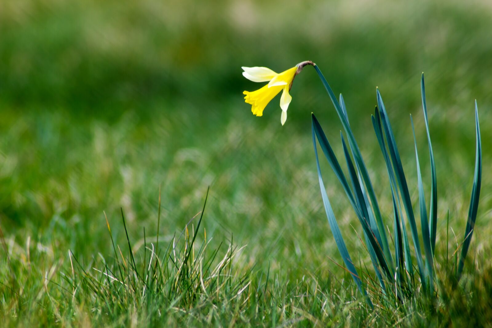 Canon EOS 600D (Rebel EOS T3i / EOS Kiss X5) sample photo. Easter, osterblumen, daffodil photography