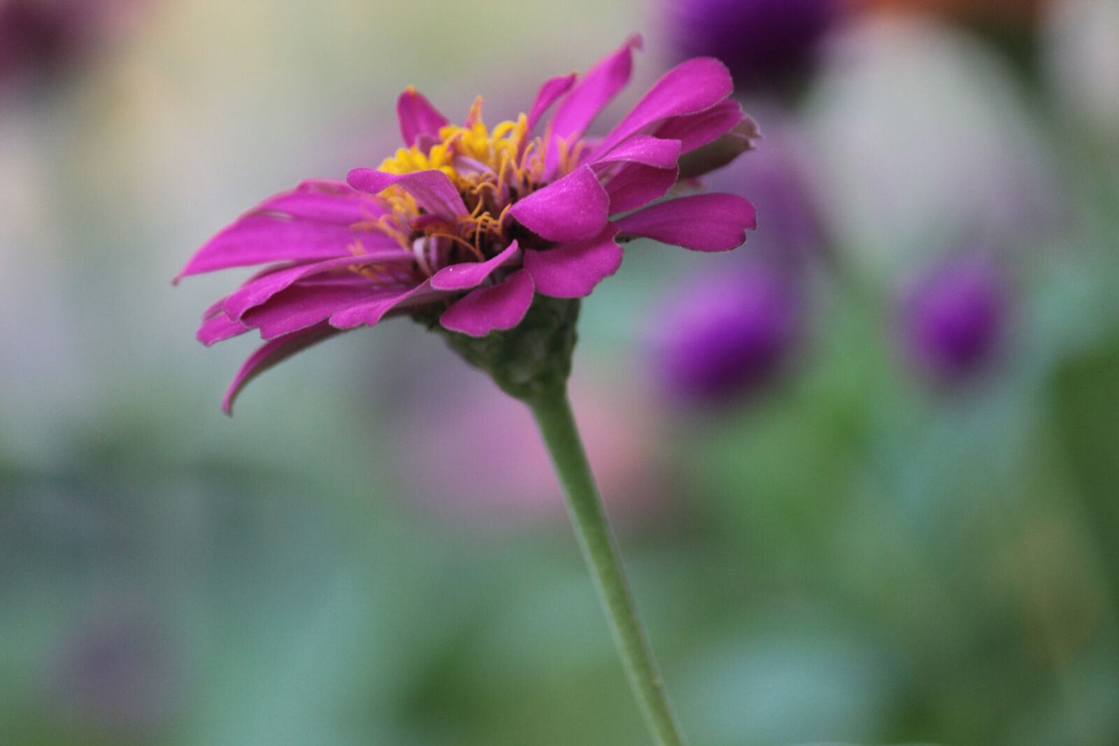 Canon EOS 600D (Rebel EOS T3i / EOS Kiss X5) sample photo. Flower, purple, si photography