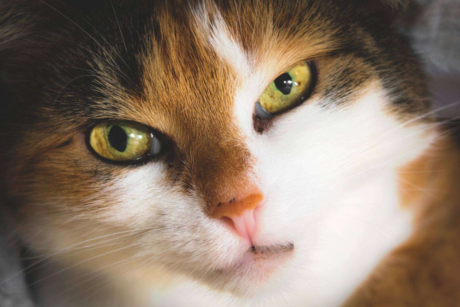 Canon PowerShot G3 X sample photo. Cat, cat's eyes, contact photography
