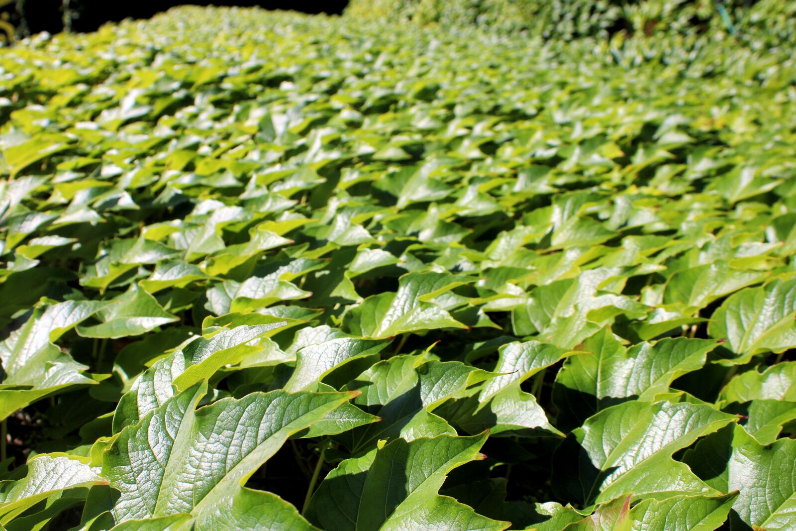 Canon EOS 750D (EOS Rebel T6i / EOS Kiss X8i) sample photo. Green, summer, plant photography