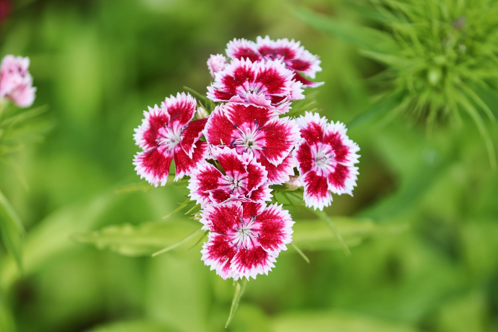 Canon EOS 200D (EOS Rebel SL2 / EOS Kiss X9) sample photo. Bart cloves, cloves, dianthus photography